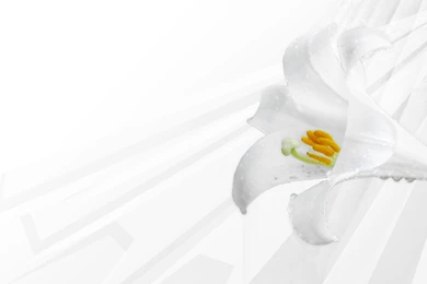 Mariacandelaria: Spring Clean Wallpapers