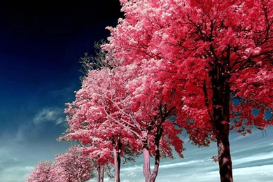 Roadside Pink Trees Lg Phone Wallpapers HD 2160x1920