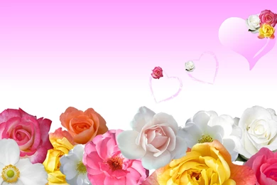 Pink Flower Wallpaper,free Downloads Wallpaper,free Wallpapers ...