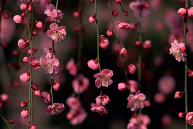 Spring Flowers Windows 8 And 8.1 Wallpapers