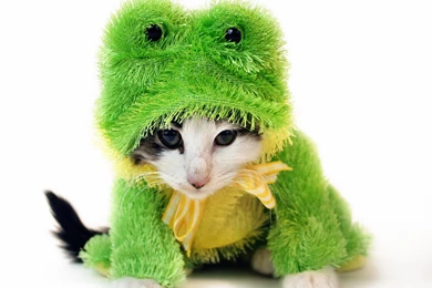 Shutterstock Hey Hr Need Some High Quality Images