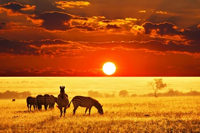 African Sunset Landscape Paintings