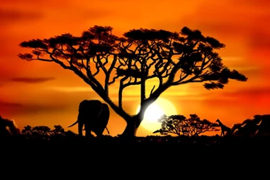 Africa Wallpapers Desktop