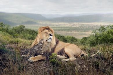 Lion, Nature, Grass, Ocelots, Hill, Landscape, Africa, Hugging ...