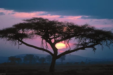 East African Sunset, 1440x900 Pixels : Wallpapers Tagged Landscape.