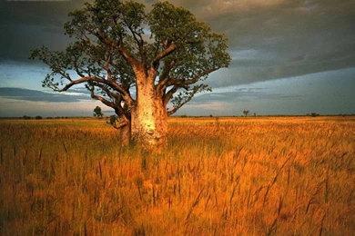 Nature: Landscapes African Tree, Picture Nr. 9630