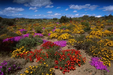Abstract Colorful Blooms Little Karoo South Africa Landscape High ...