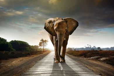 Magnificent Africa HQ Wallpapers