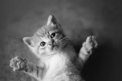 Black And White Cats   Wallpaper.