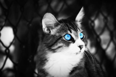 Black And White Cat Wallpapers 3578 1920x1080   UMad.com