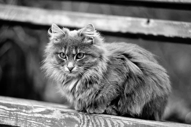 Black And White Cat Wallpapers