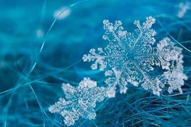 Snowflake Wallpaper Backgrounds.jpg