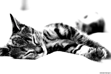 Sleeping Cat Wallpapers