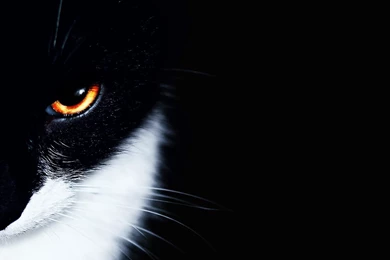 HD Wallpapers 1920x1080 Animals Cat Black White Eye Hd   PetPictures