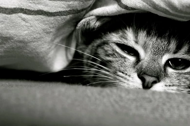 Wallpaper: Down, Eyes, Face, Black And White, Cat, Animals Wallpapers