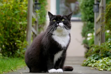 Black White Cat Wallpapers