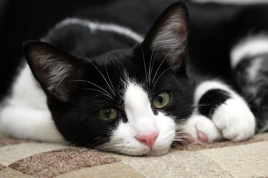 Black And White Cat Images   Widescreen HD Wallpapers