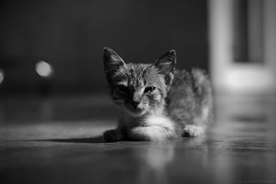 Cat Black & White : Desktop And Mobile Wallpapers : Wallippo