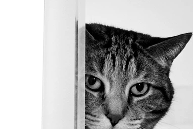 Free Black And White Cat Wallpapers, Free Black And White Cat HD ...