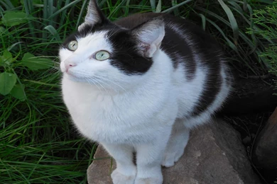 Black and White Cat Wallpaper.jpg