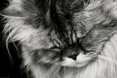 Cat Wallpapers Black White 3076 Desktop Wallpapers