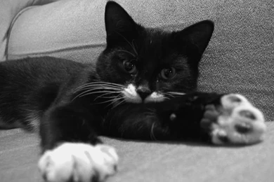 Black And White Cat Images Widescreen HD Wallpapers