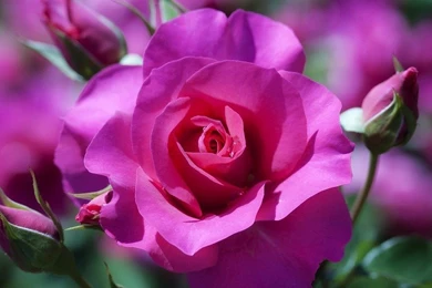 Pink Rose Wallpapers For Desktop Free Desktop Backgrounds And ...