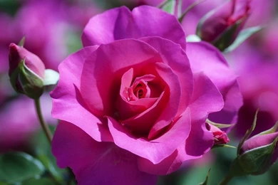 Beautiful Pink Rose Wallpapers Free Desktop Backgrounds And Wallpapers