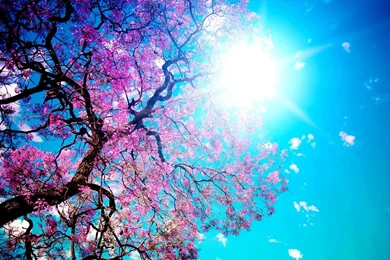 Blue Pink Wallpapers   Widescreen HD Wallpapers