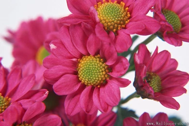 Download Flower Wallpapers   Wallpapers Zone