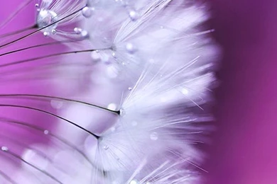 iPhone Wallpapers Free   Wallpapers Zone