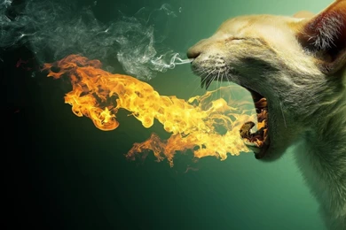 Fire Breathing Cat Hd Wallpapers