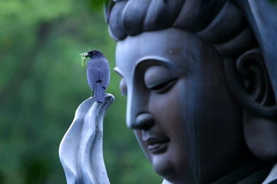 Download Buddha 2 Wallpapers 1920x1080