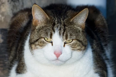 Cat's Hypnosis Wallpapers And Images   Wallpapers, Pictures, Photos