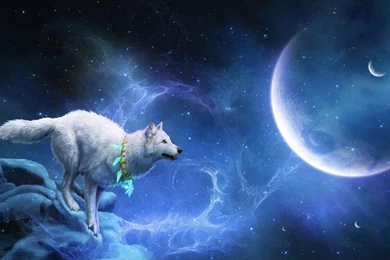 Wolf Wallpapers   Android Apps On Google Play