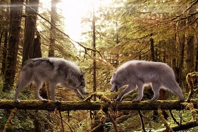 Wolves Live Wallpapers   Android Apps On Google Play