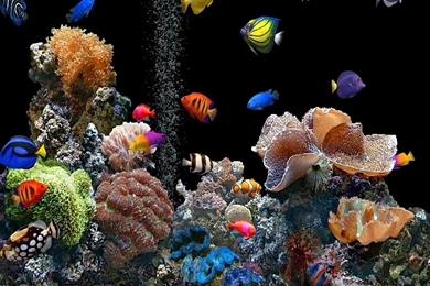 Free Download Wallpapers Mobile,desktop Wallpapers