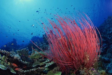 Nature: Sea Whips, Pacific Ocean, Picture Nr. 40459