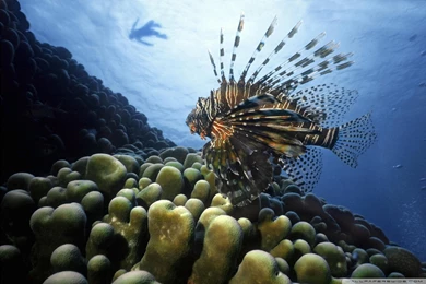 Lionfish Pacific Ocean HD Desktop Wallpapers : Widescreen : High ...