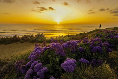 The Pacific Ocean California Sunset Wallpapers HD Download