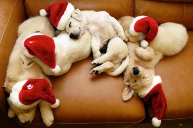 Image Gallery: Funny Christmas Pictures (Dec 12 2012 19:56:59)