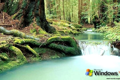 Nature Wallpapers For Windows Xp Free Download