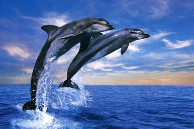 3d Images Of Animals Dolphins