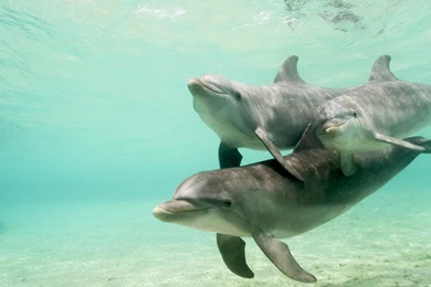 HD Dolphins Wallpapers And Photos