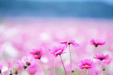 Amazing Flower Field Flowers Photography Desktop Wallpapers ...