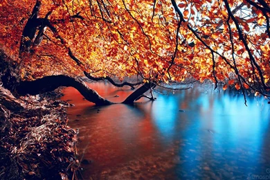 Great atmosphere amazing nature photography the slope and fell a tree with yellowing leaves photography wallpaper 214 1.jpg