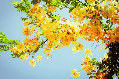 Beautiful Yellow Flowers Amazing Flowers Photography Photo ...