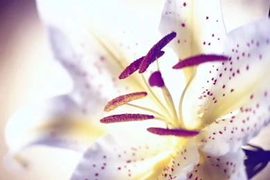 White Tiger Lily Amazing Flowers Photography Photo Wallpapers ...