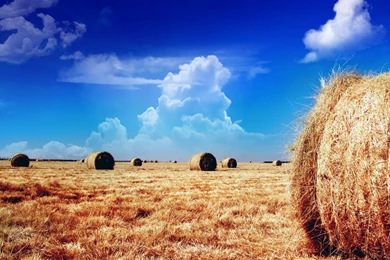 Wallpapers Longhorn Hay rolls (fixed) By Mohsin Naqi Customize.org