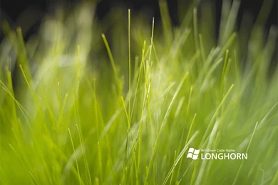 Longhorn Grass Theme Pics